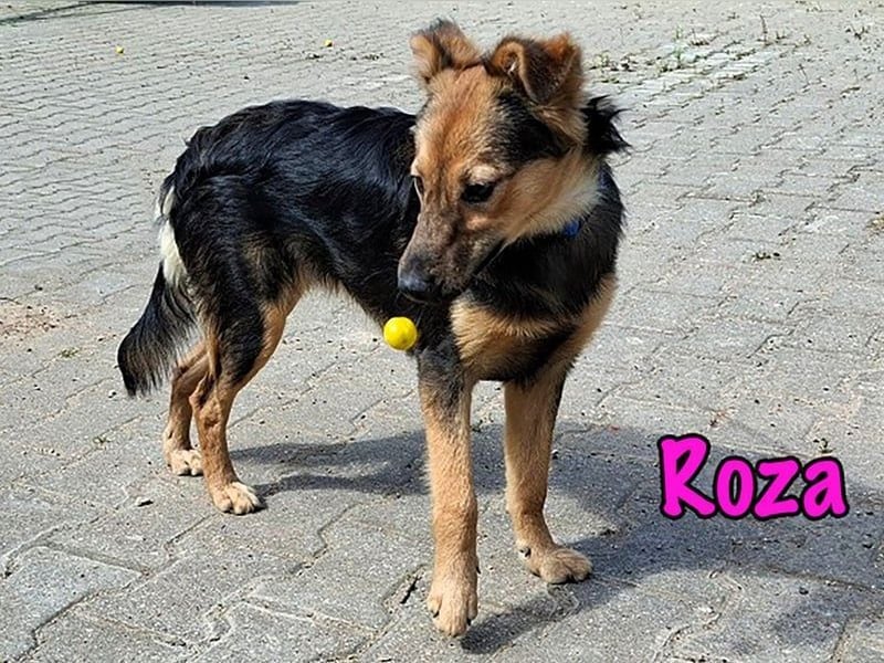 Roza geb. 01/2025 - sanfte und anhängliche, bezaubernde Welpin!