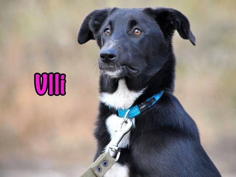 Ulli geb. 03/2025 - fröhliches und neugieriges Mädchen!