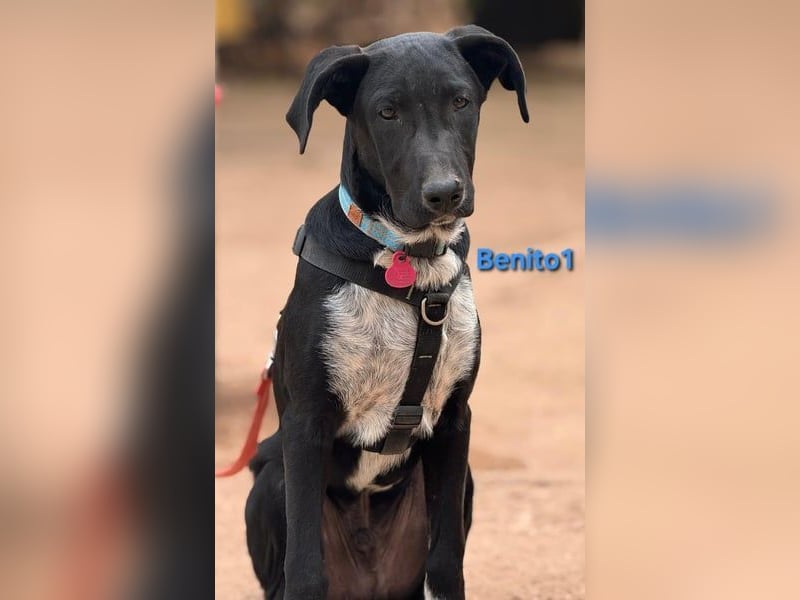 Benito1 geb. 05/2025 (ESP) - liebevoller, mutiger und loyaler Welpe!