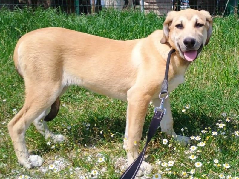 Angeliki geb. 12/2024 (GRC) - freundliche, verspielte und ausgeglichene Welpin! Angeliki geb. 12/2024 (GRC) - freundliche, verspielte und ausgeglichene Welpin!