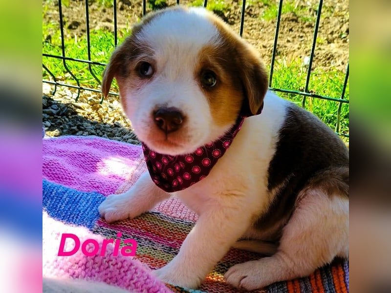 Doria geb. 12/2024 (GRC) - verspielte und verschmuste, kleine Welpin! Doria geb. 12/2024 (GRC) - verspielte und verschmuste, kleine Welpin!