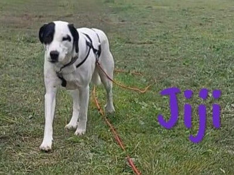 Jiji 07/2023 (in Deutschland) - ruhige und sanfte, wundervolle junge Hündin!
