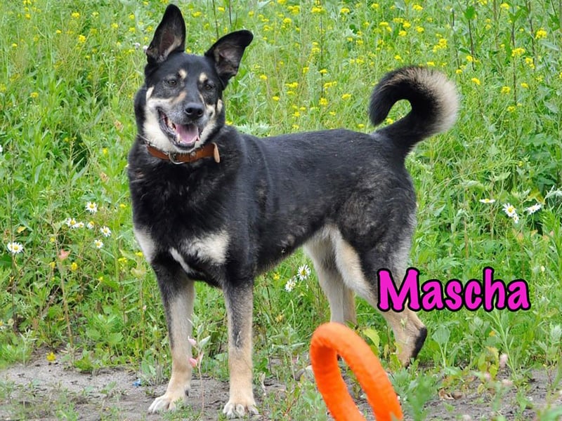 Mascha geb. 11/2016 - genügsame, brave und unglaublich verschmuste Hündin!
