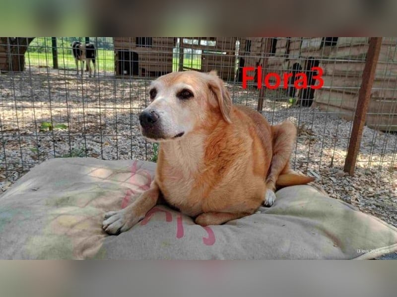 Flora3 geb. 06/2015 (GRC) - soziale Hundedame hat endlich etwas Liebe verdient!