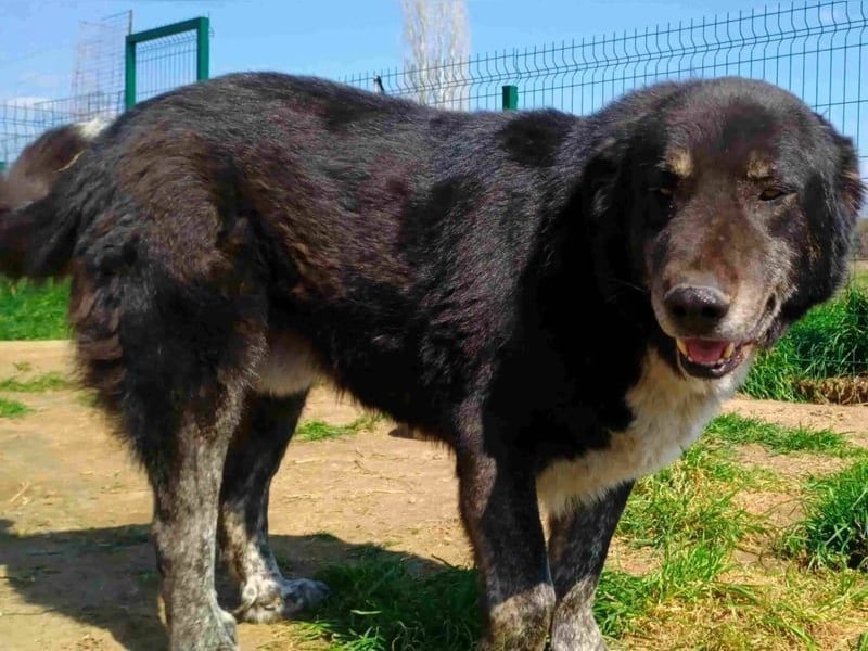 Black3 geb. 03/2019 (GRC) - sanfter, liebevoller und verschmuster Rüde!