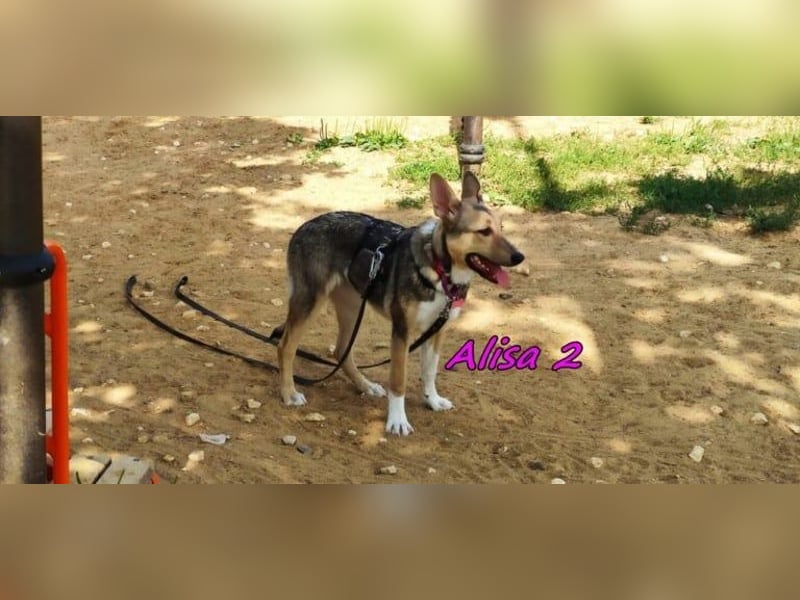 Alisa2 geb. 01/2022 (in Deutschland) - lebensfrohe und sensible Hündin!