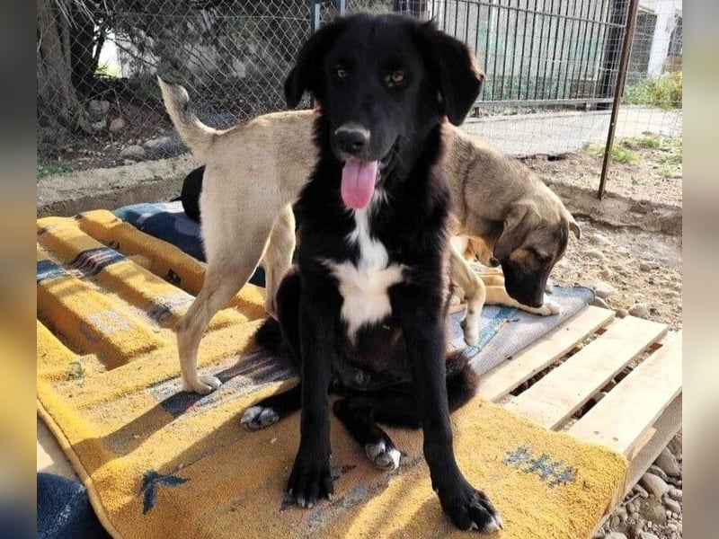 Rover geb. 04/2024 (GRC) - ruhiger, geselliger und liebenswerter Junghund!