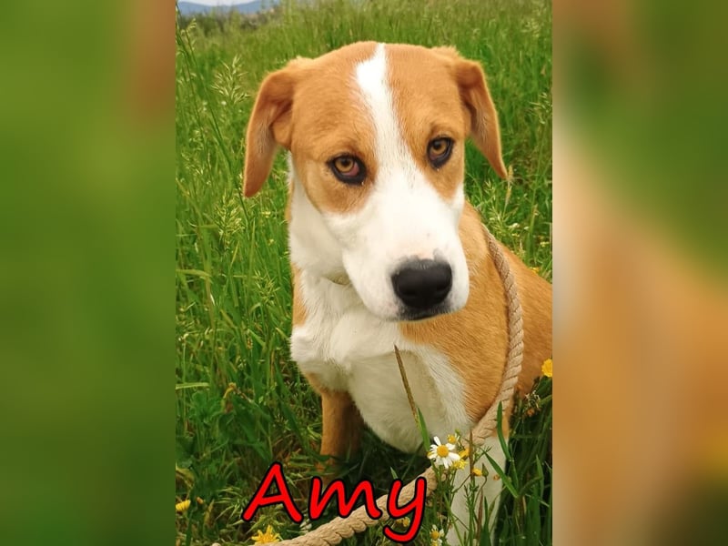 Amy geb. 11/2025 (GRC) - soziale + glückliche Maus sucht ihre eigene Familie!