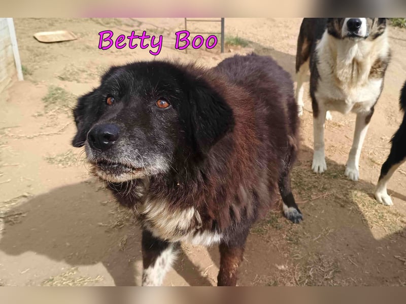 Betty Boo geb. 12/2014 (GRC) - sehr menschenbezogen ältere Dame sucht das Glück!