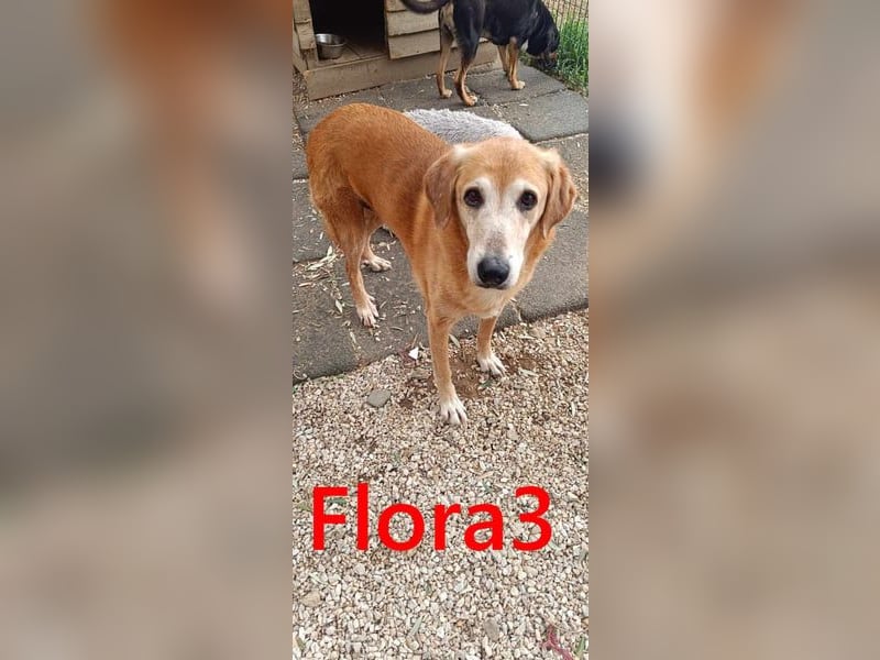 Flora3 geb. 06/2015 (GRC) - soziale Hundedame hat endlich etwas Liebe verdient!