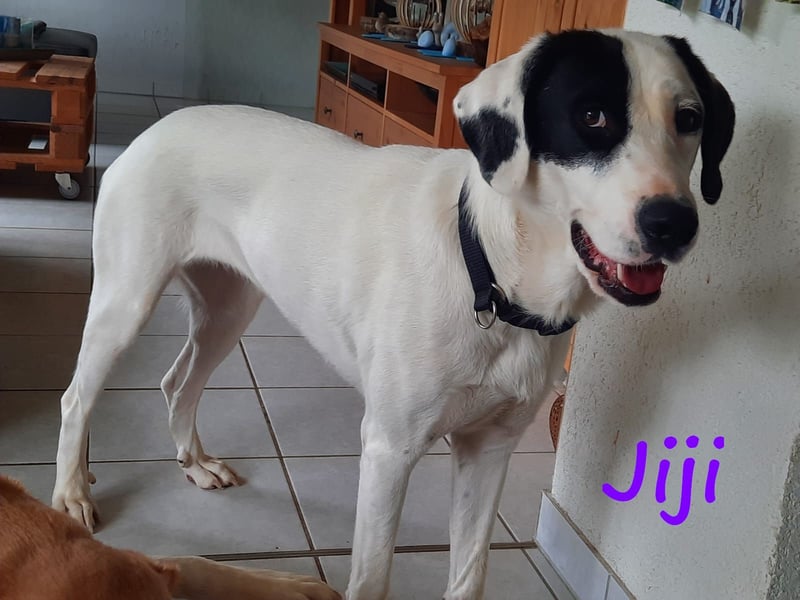 Jiji 07/2023 (in Deutschland) - ruhige und sanfte, wundervolle junge Hündin!