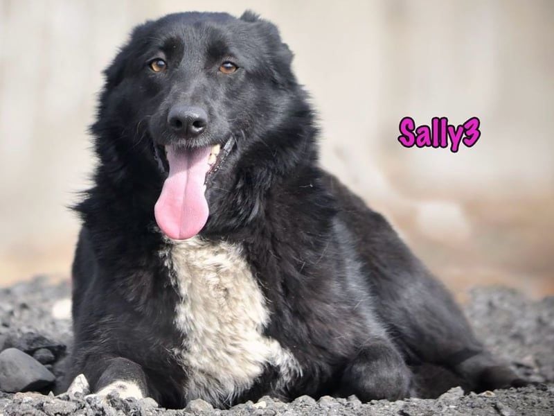 Sally3 geb. 04/2021 - sooo sanfte und verschmuste Hündin sucht liebevolle Menschen!