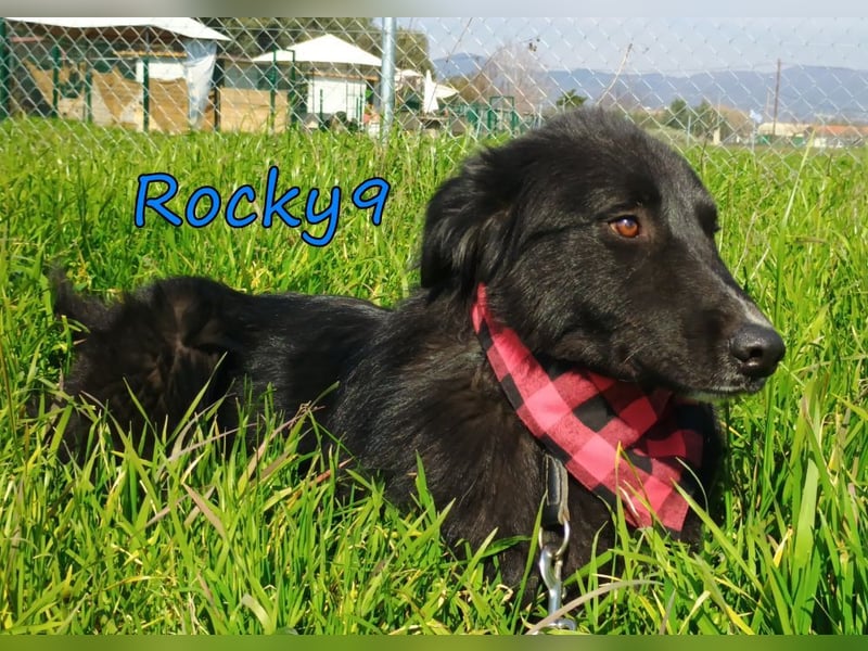 Rocky9 geb. 04/2024 (GRC) Sensibler und Lieber Rüde sucht seine Menschen