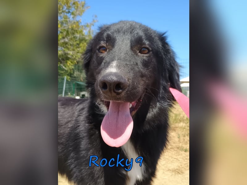 Rocky9 geb. 04/2024 (GRC) Sensibler und Lieber Rüde sucht seine Menschen