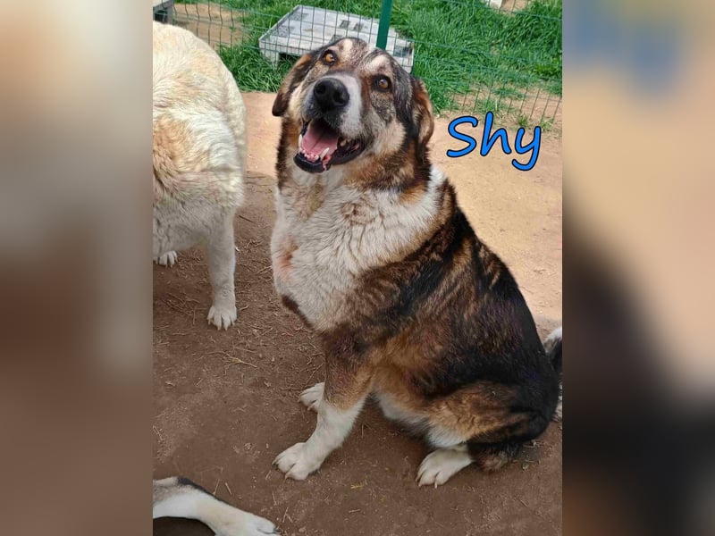 Shy geb. 08/2020 (GRC) Freundlicher und Zurückhaltender Rüde sucht seine Menschen