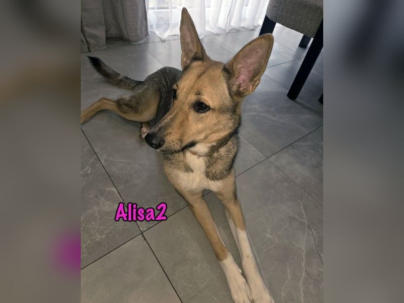 Alisa2 geb. 01/2022 (in Deutschland) - lebensfrohe und sensible Hündin!