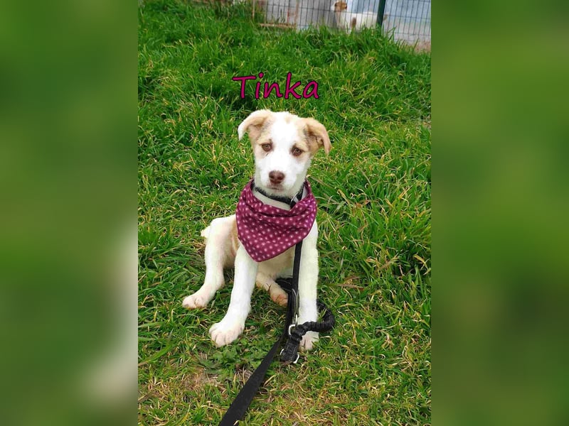 Tinka geb. 12/2025 (GRC) - fröhliches und verspieltes Hundebaby sucht ihren Platz im Leben!