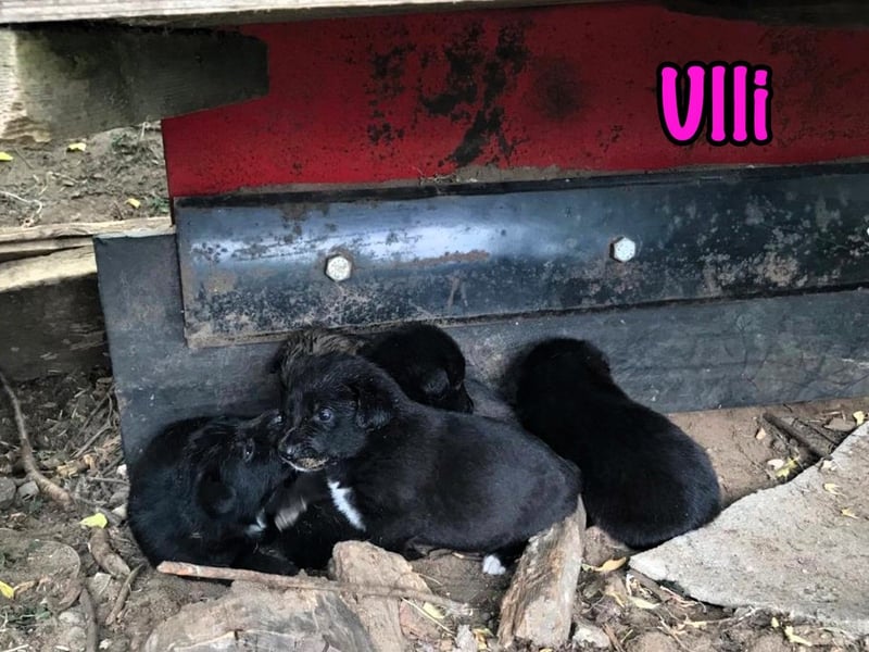 Ulli geb. 03/2025 - fröhliches und neugieriges Mädchen!