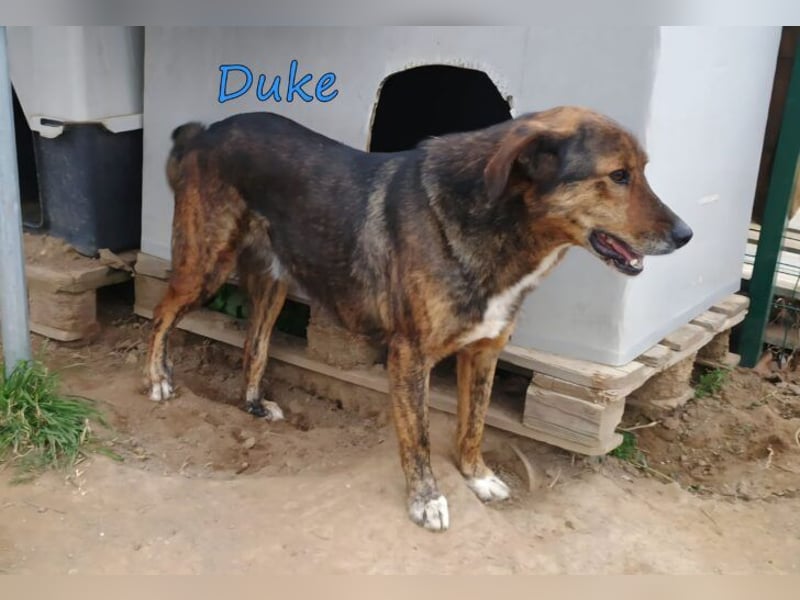 Duke geb. 02/2021 (GRC) - sensibler Rüde möchte endlich das Tierheim verlassen!