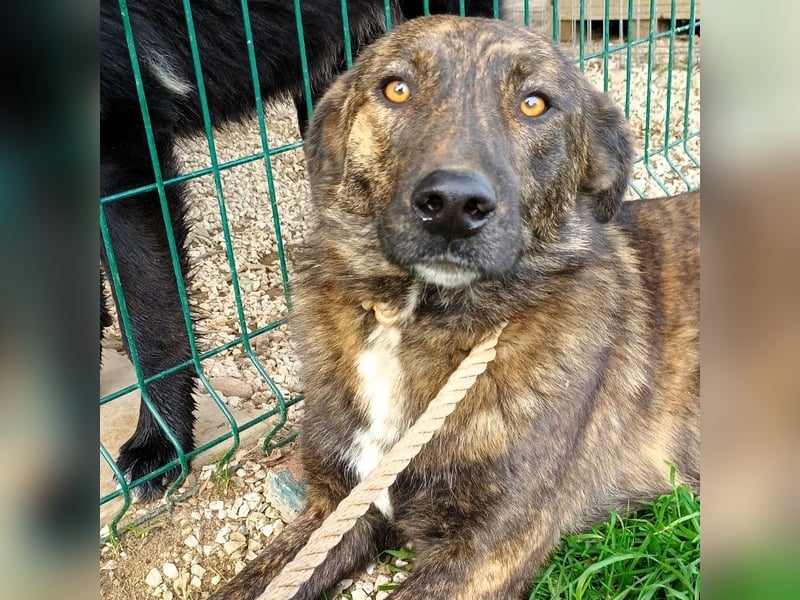 Sally6 geb. 2020 (GRC) - sanftmütige, ruhige und liebenswerte, wunderschöne Hündin!