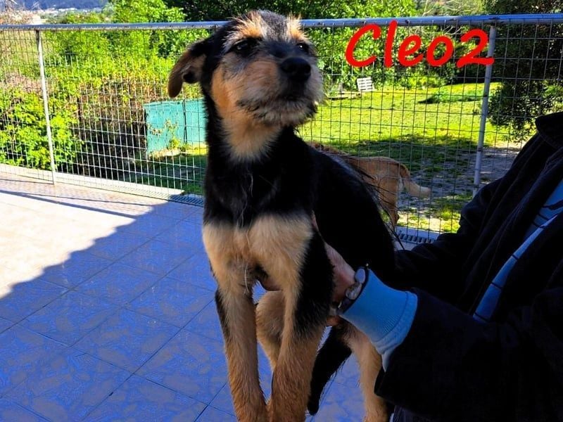 Cleo2 geb. 01/2025 (GRC) - freundliche Junghündin sucht ihr Körbchen!