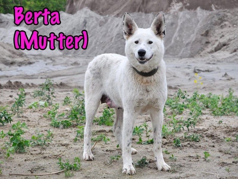 Uma geb. 03/2025 - freundliche und liebevolle Junghündin!