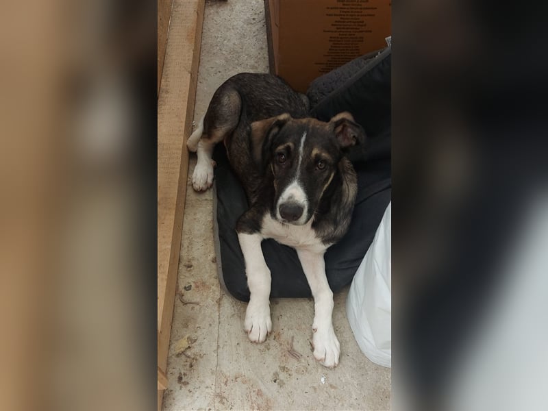 Unser sanftmütiger Tilly