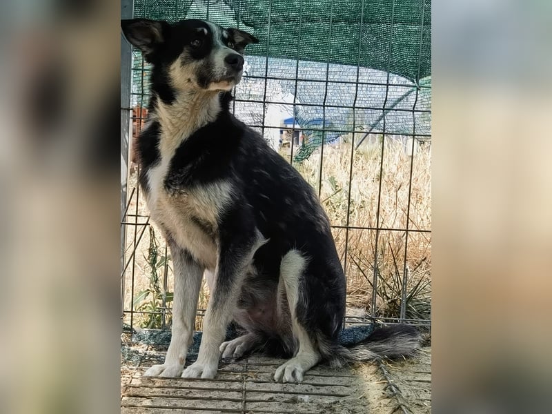 Unser wunderschöner Rex