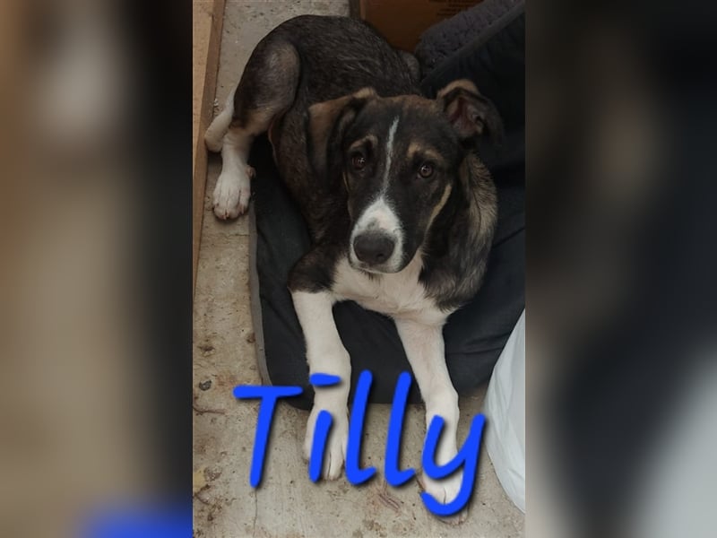 Unser sanftmütiger Tilly