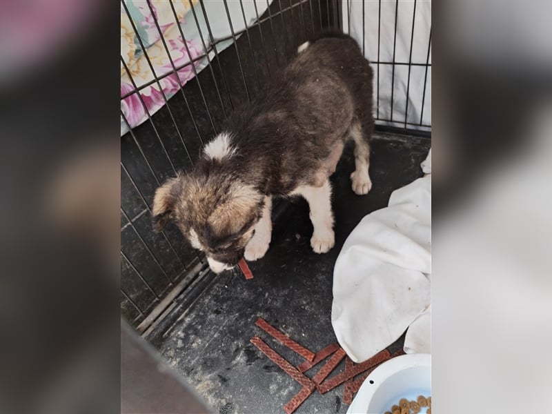 Unser sanftmütiger Tilly