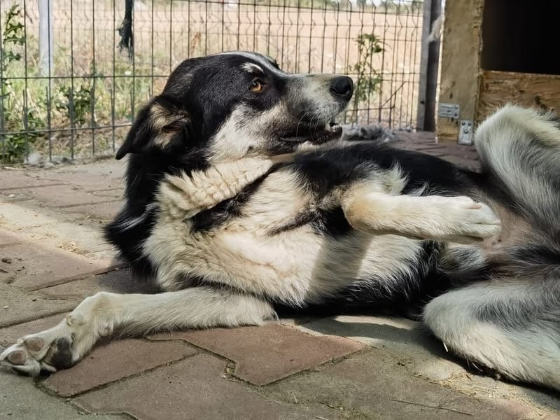 Unser wunderschöner Rex