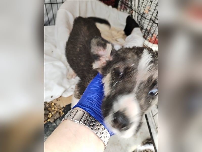 Unser sanftmütiger Tilly