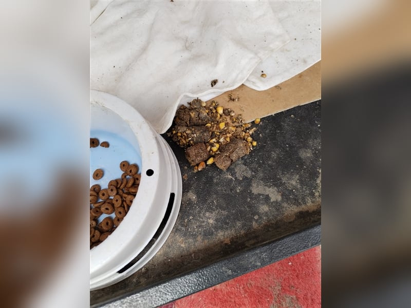 Unser sanftmütiger Tilly