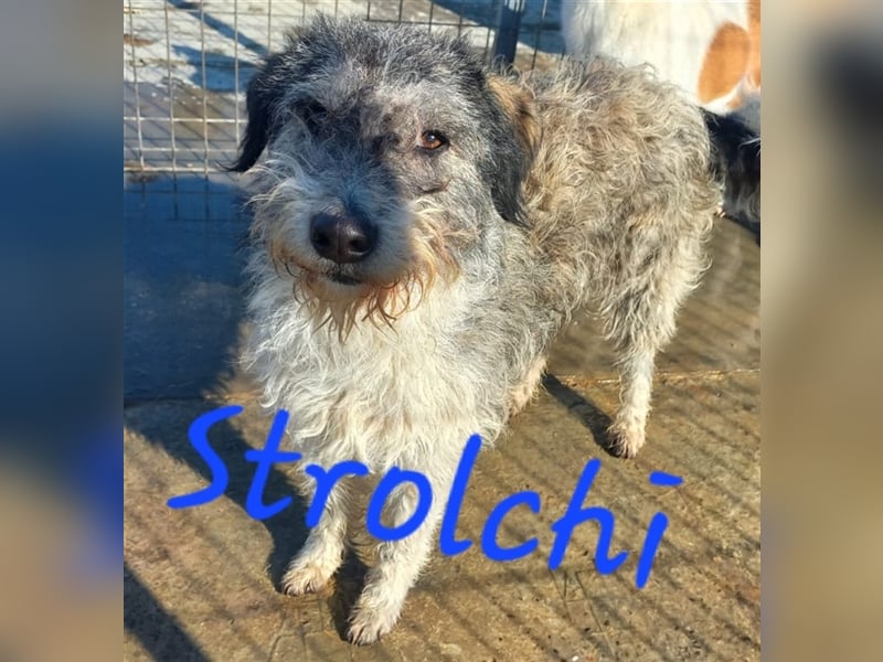 Unser wuscheliger Strolchi