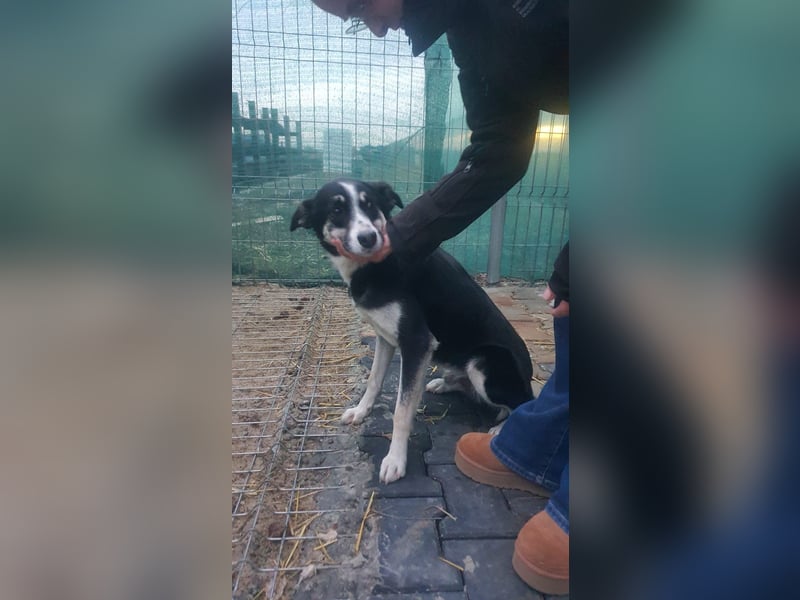 Unser wunderschöner Rex