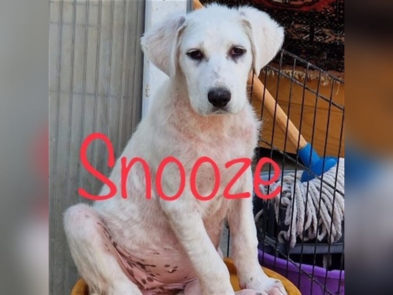 Unser schöner Snooze