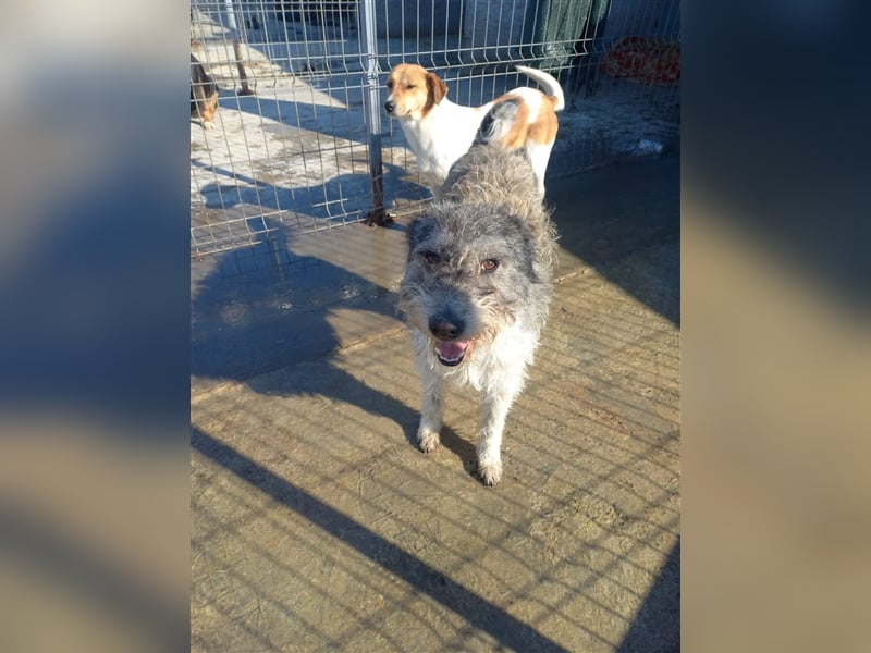 Unser wuscheliger Strolchi