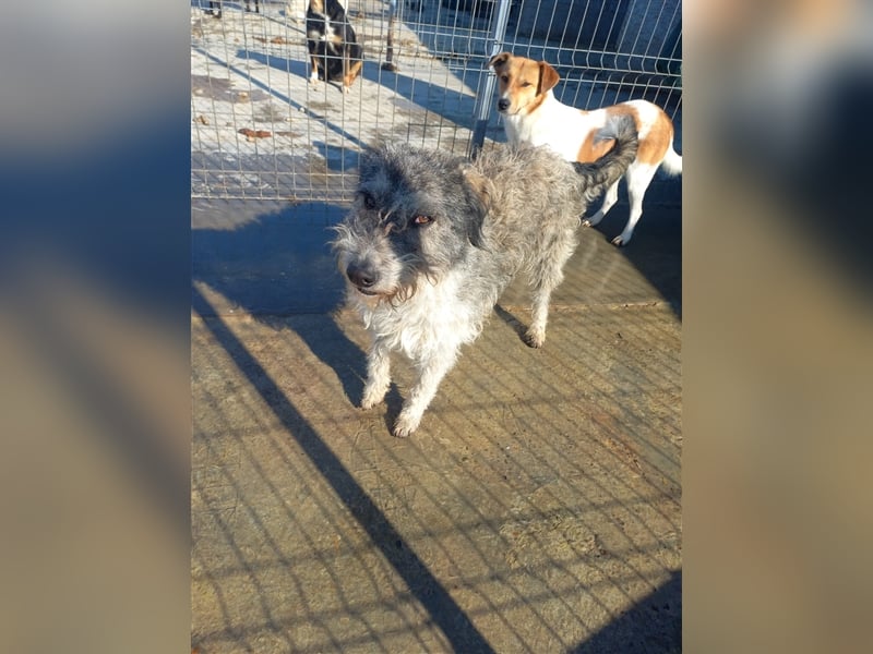 Unser wuscheliger Strolchi