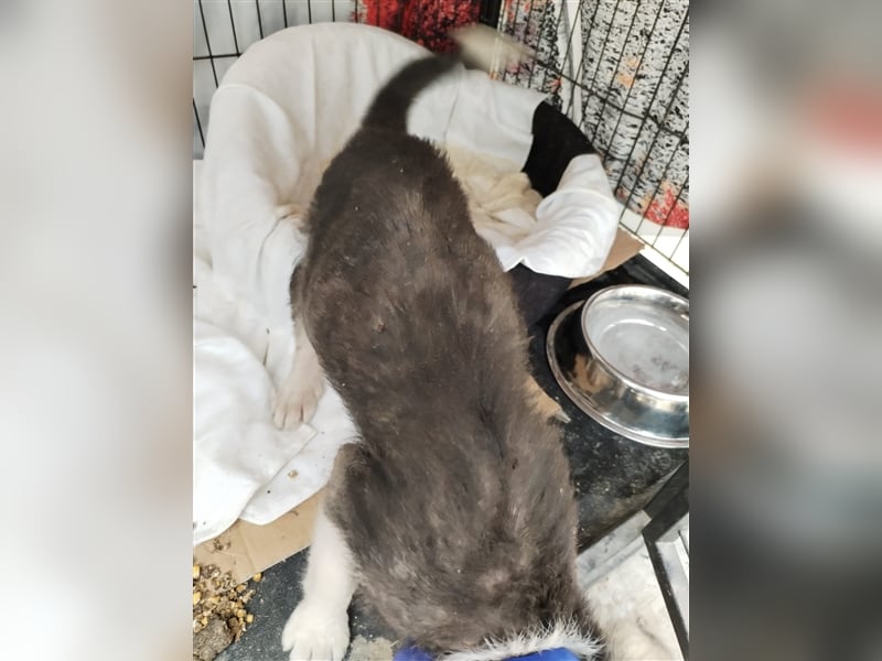 Unser sanftmütiger Tilly