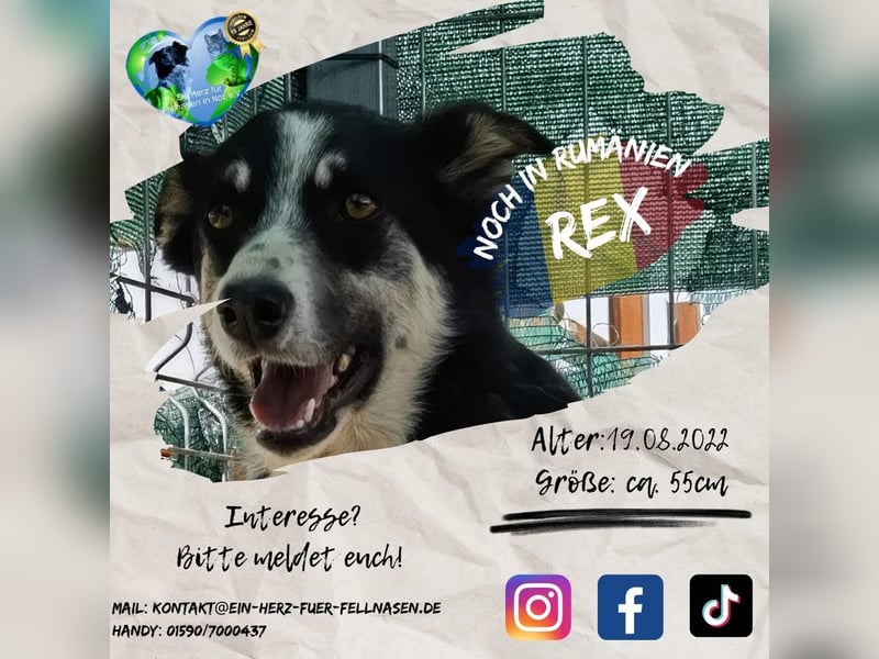 Unser wunderschöner Rex