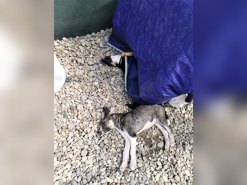 Unser sanftmütiger Tilly