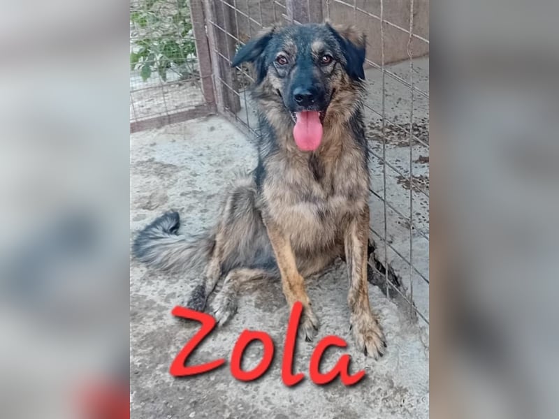 Unsere wunderschöne Zola