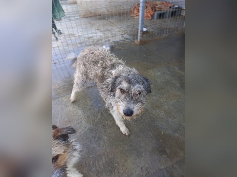 Unser wuscheliger Strolchi