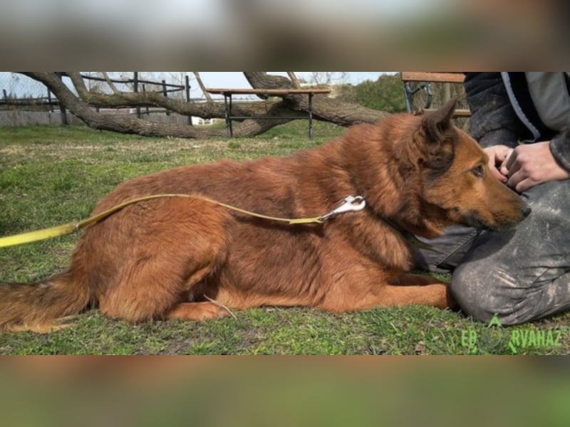 Dobi sucht seine Menschen