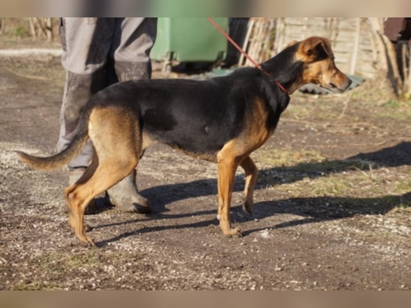 Sugar wünscht sich wieder ein zuhause
