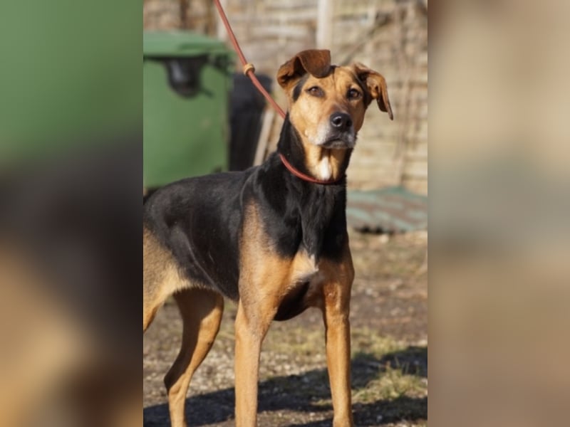 Sugar wünscht sich wieder ein zuhause