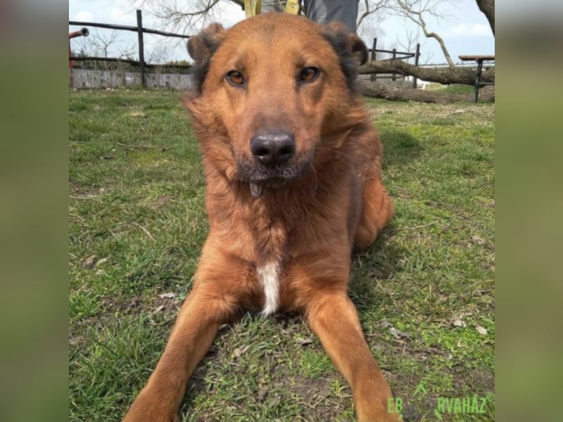 Dobi sucht seine Menschen