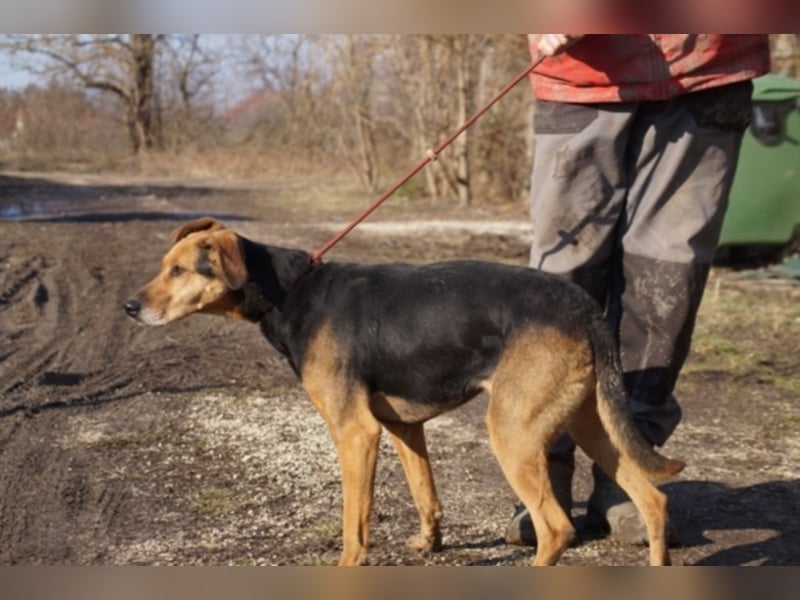 Sugar wünscht sich wieder ein zuhause