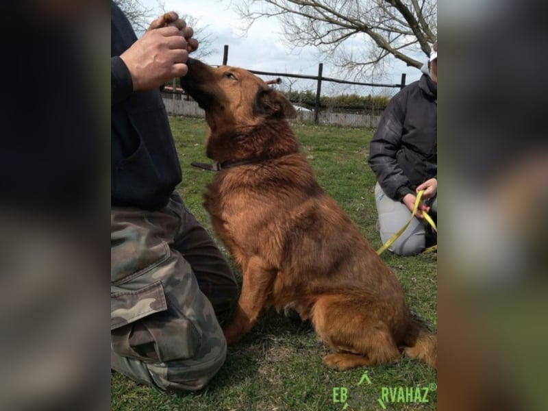 Dobi sucht seine Menschen