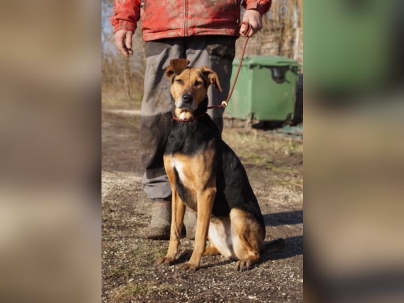 Sugar wünscht sich wieder ein zuhause